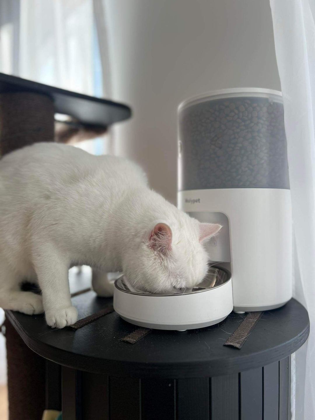 Automaatne söötja koerale/kassile PF2W Patpet