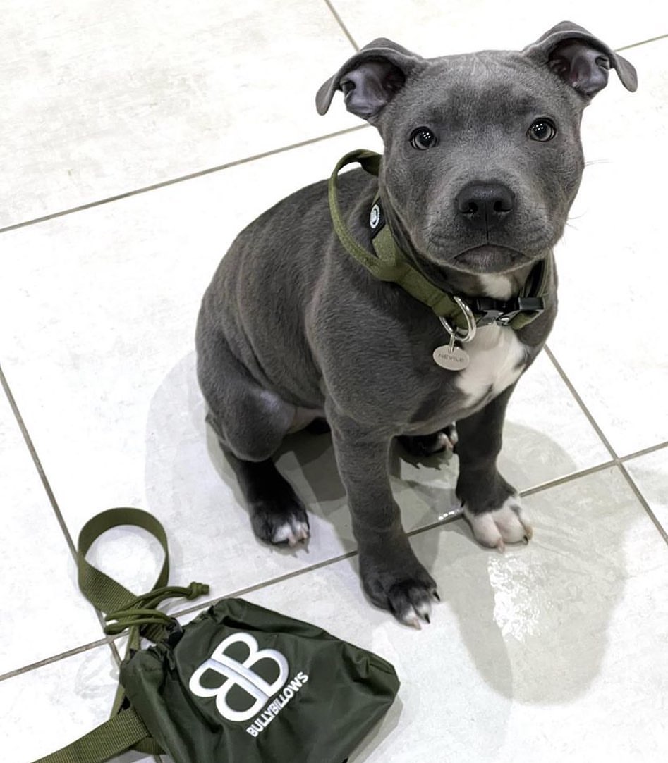Kaelarihm Combat kinnitusega Bullybillows 2,5cm khaki