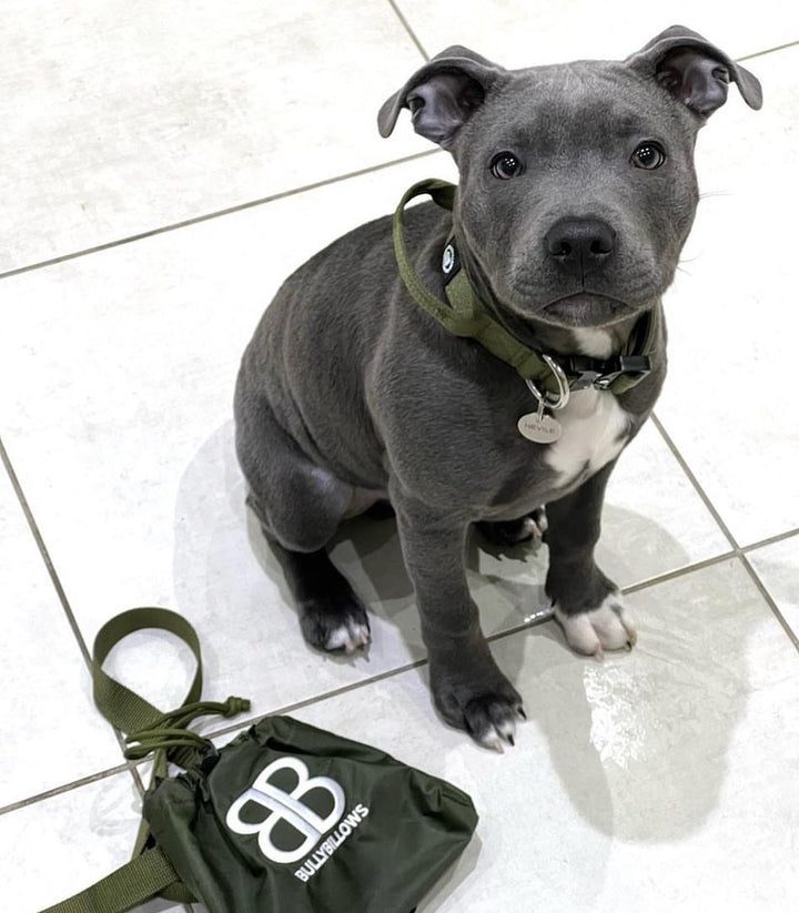 Kaelarihm Combat kinnitusega Bullybillows 2,5cm khaki