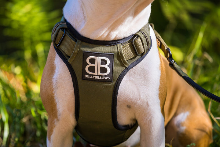 Koerte traksid Bullybillows premium khaki