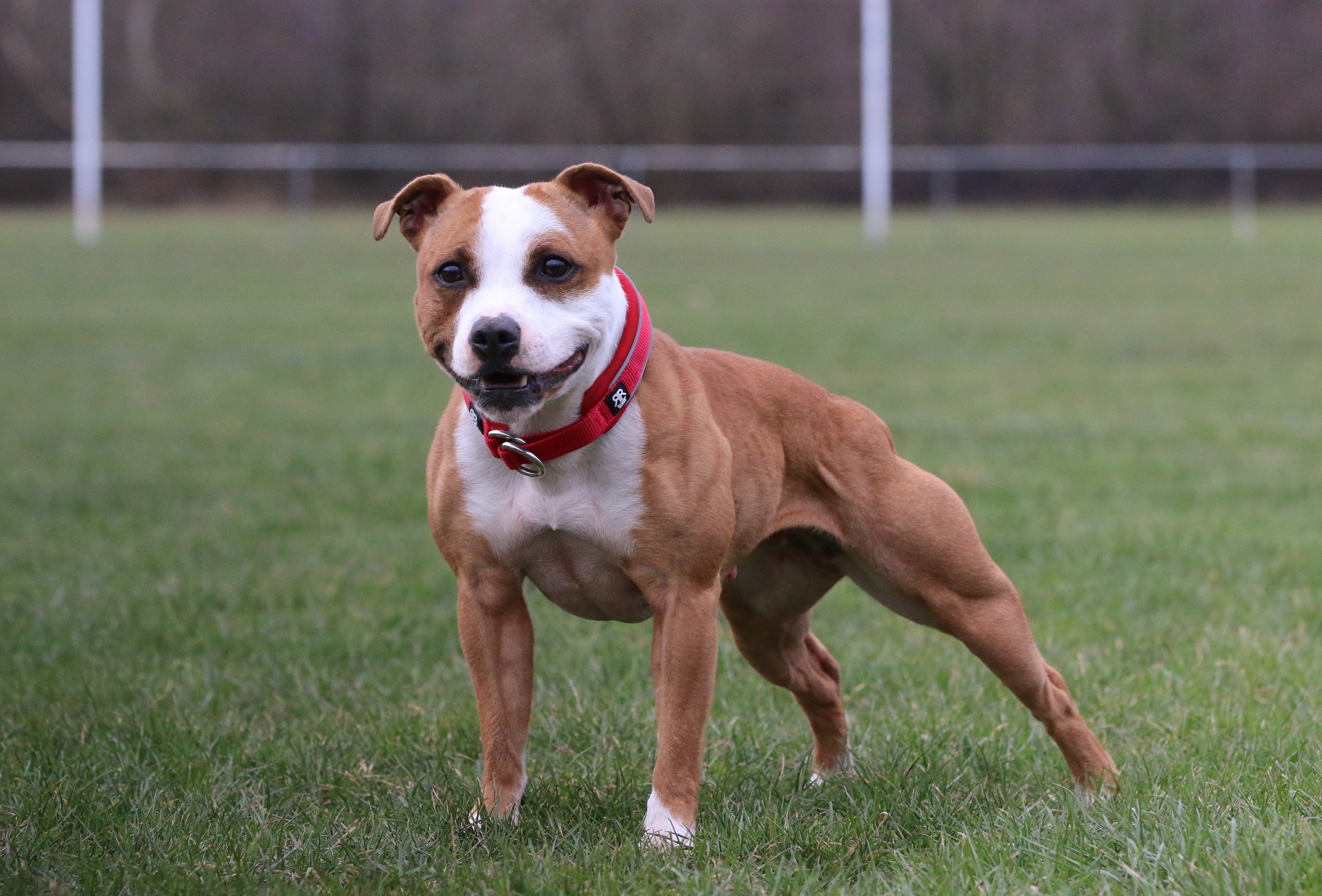 Kaelarihm poolpoov Bullybillows 4cm punane