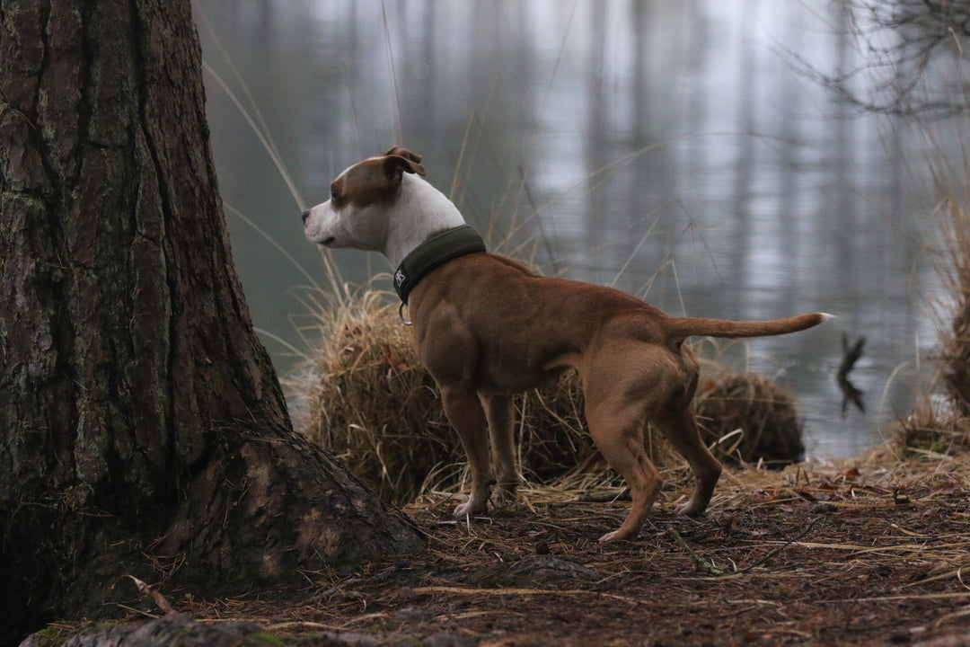 Poolpoov kaelarihm Bullybillows 4cm khaki